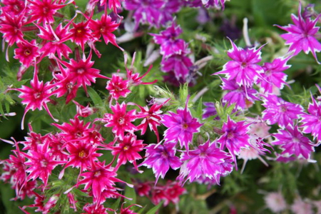 PINK AND PURPLE FLOWERS - purple, flowers, pretty, pink