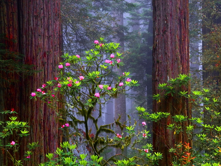 Forest flowers - trees, plants, mist, nature, shrub, forest, dark, beautiful, flowers