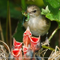 oiseau