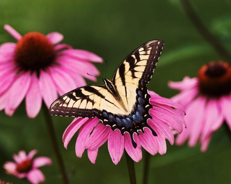 Butterfly On flowers - flowers, beautiful, butterflies, butterfly