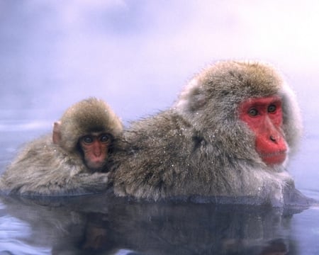 Soo c-c-c-coooold - cold, monkeys, primates, baby