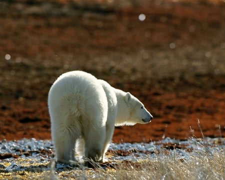 Nice Day For A Stroll - walking, bear, polar, nice