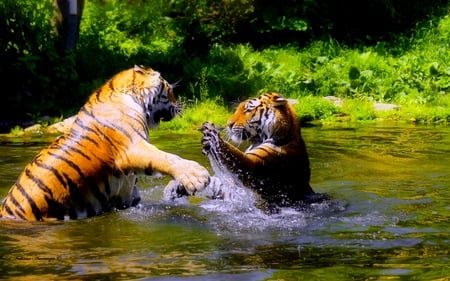 WATER PLAY - water, play, tigers, siberian