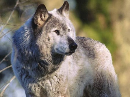 Grey Wolf - predator, wild, animal, nature