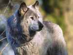 Grey Wolf