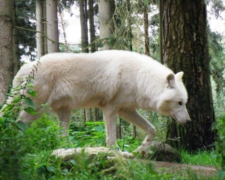 Polar Wolf - predator, forest, animal, wild, nature