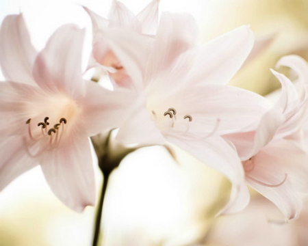 Lite 'n' lovely - white, green, lillies, light, pink, pastel