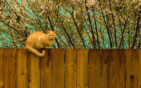 Have Cat on the Fence - yellow, wood, amazing, brown, photo, leaves, kitten, view, garden, cats, nice, beije, branches, trees, image, beautiful, maroon, photography, photoshop, beauty, colors, cool, fence, picture, awesome, green, cute, leaf, foliage, animals