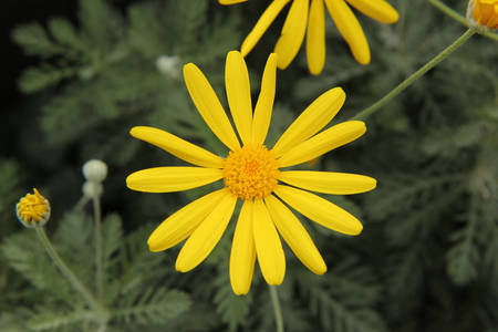 Today's Daisy - daisy, close-up, flower, yellow