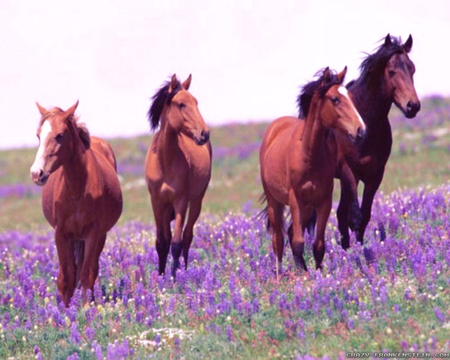 horses spring joy - horses, animals, joy, spring