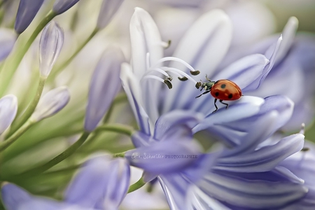 Ladybug - lady bug, nice, purple flower, bug