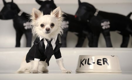 killer - dogs, funny, cute, dog