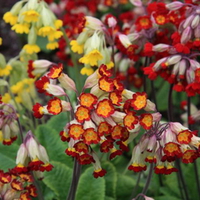 BEAUTIFUL BELL FLOWERS