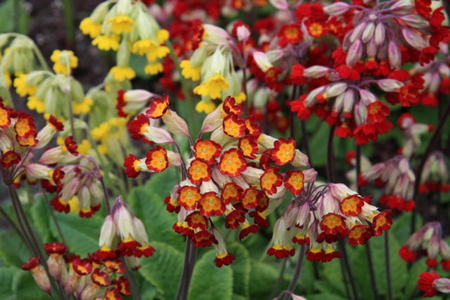 BEAUTIFUL BELL FLOWERS - pretty, flowers, bells, beautiful