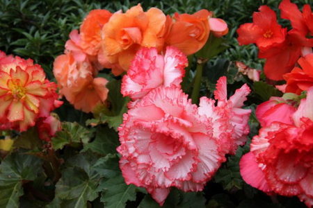 BEAUTIFUL BERGONIA'S - flowers, red, orange, pink