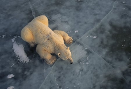 Cute! - bear, cute, ice, nice