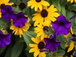 YELLOW AND PURPLE