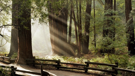 sunlight between the trees - sunlight, forest, lane, rail