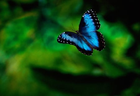 Blue butterfly! - pretty, blue, butterfly, nice, lovely