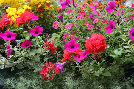 COLOURFUL GARDEN - flowers, garden, plants, pretty