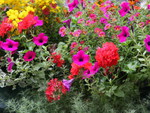 COLOURFUL GARDEN