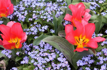 PINK TULIPS PURPLE FLOWERS - tulips, purple, flowers, pink