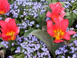 PINK TULIPS PURPLE FLOWERS