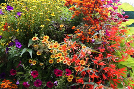 BEAUTIFUL COLOURS - flowers, colourful, garden, pretty