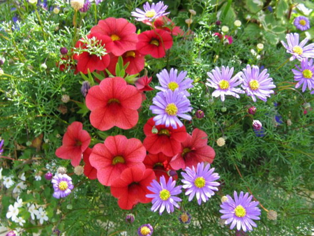 PINK PETUNIA'S AND PURPLE DAISIES