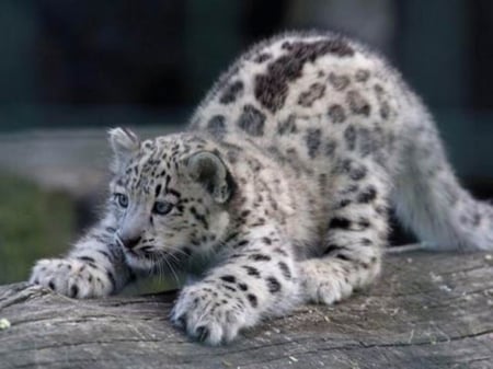 cute! - nice, cute, cat, big cat