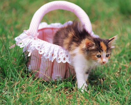 Kitten_in_garden - cute, pink, kitten, cat