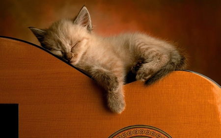 Cute kitten! - sleep, cute, cat, kitten