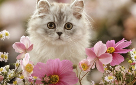 Cute! - flowers, cute, kitten, cat