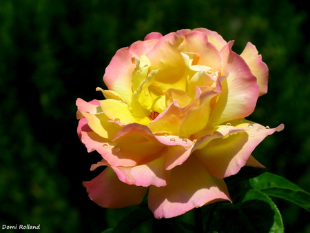 rose - nice, pretty, lovely, rose