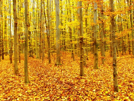 Golden Autumn - carpet, panorama, white, wood, amazing, view, yellow, cool, paysage, golden, trunks, branches, cena, landscape, scenic, anture, wallpaper, scenario, beautiful, photoshop, seasons, leaves, high definition, pines, beauty, nice, autumn, photography, image, leaf, foliage, orange, scene, fullscreen, paisagem, firs, morning, forests, day, paisage, gold, hd, picture, bright, cenario, scenery, grove, awesome, photo, gray