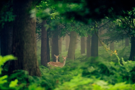 green - green, nice, lovely, animals