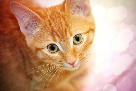 Cute face - cute, animal, kitten, cat