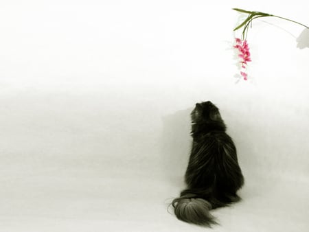 cat - animal, cute, cat, flower