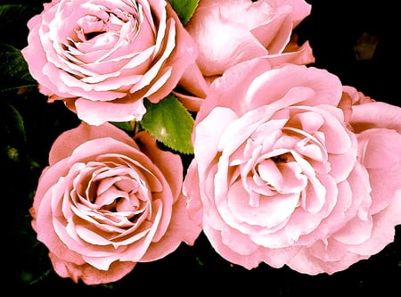 In the morning lightâ™¥ - precious, flowers, bouquet, pale pink, love, roses, morning, light, wonderful, nature