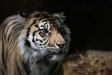 tiger - cat, animal, tiger, cute, big cat