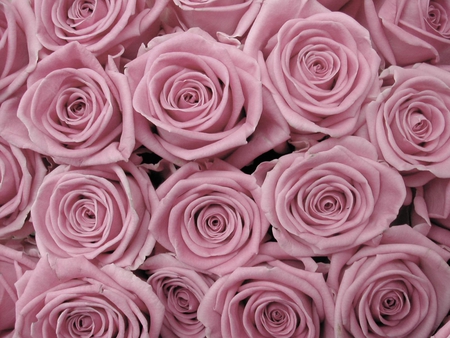 roses - nice, roses, pretty, lovely, rose