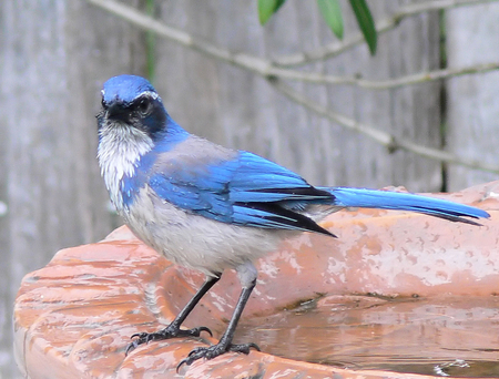 blue bird - free, bird, animal, cute, lovely