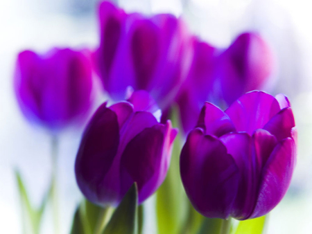 ~Fresh purple light~ - fresg, purple, tulips, precious, flowers, spring, garden, violet, lavender, nature, sunshine