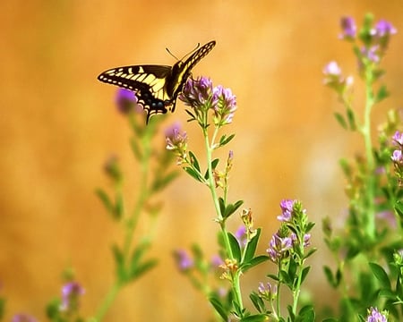 butterfly - flowers, pretty, fun, nice, lovely, sun