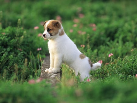 cute puppy - animal, cute, puppy, dog