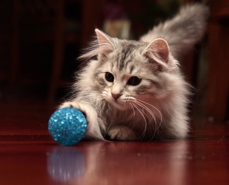 Cute cat - play, animal, amazing, cute, cat