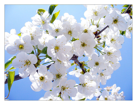 white - nice, flowers, pretty, lovely