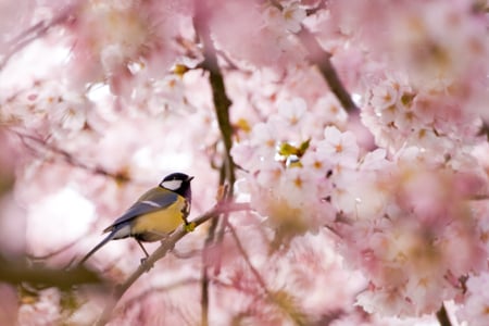 lovely - pretty, bird, animal, nice, lovely