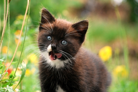 kitten - cute, animal, kitten, cat