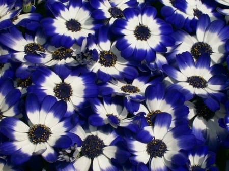 BLUE AND WHITE FLOWERS - pretty, flowers, white, blue